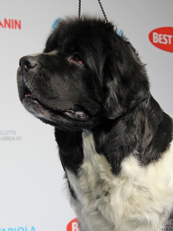 Фото: ньюфаундленд Питерньюф И Дид Ит Агаин (Piternyuf I Did It Again)