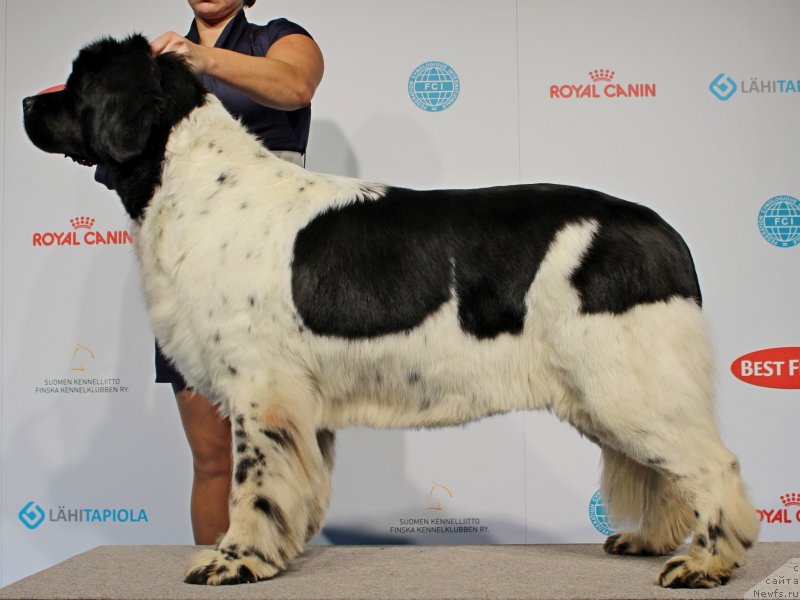 Фото: ньюфаундленд Don't Worry Be Happy de L'Etoile de Cyrice