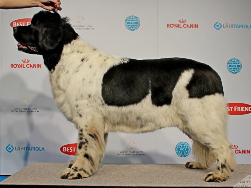 Фото: ньюфаундленд Don't Worry Be Happy de L'Etoile de Cyrice