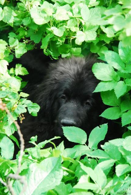 Фотография № 14145