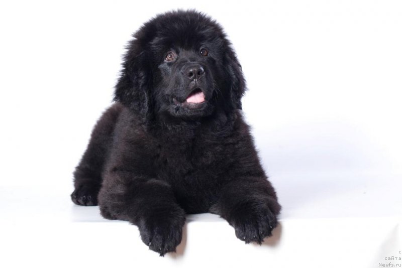 Фото: ньюфаундленд Корпоревайль Иф Онли (Corporevaill If Only)