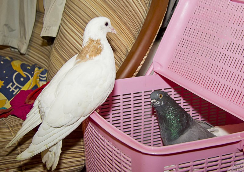 Фотография № 141454