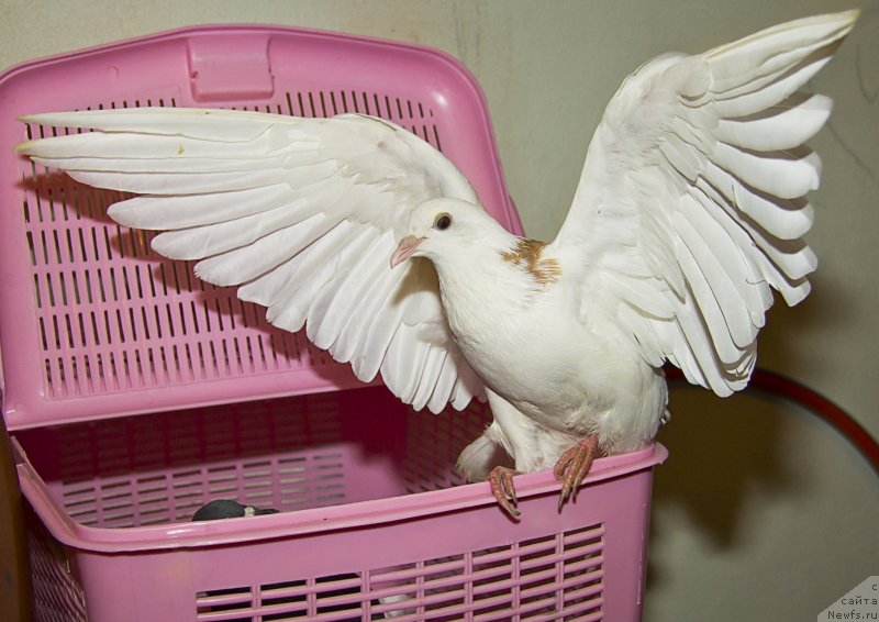 Фотография № 141455