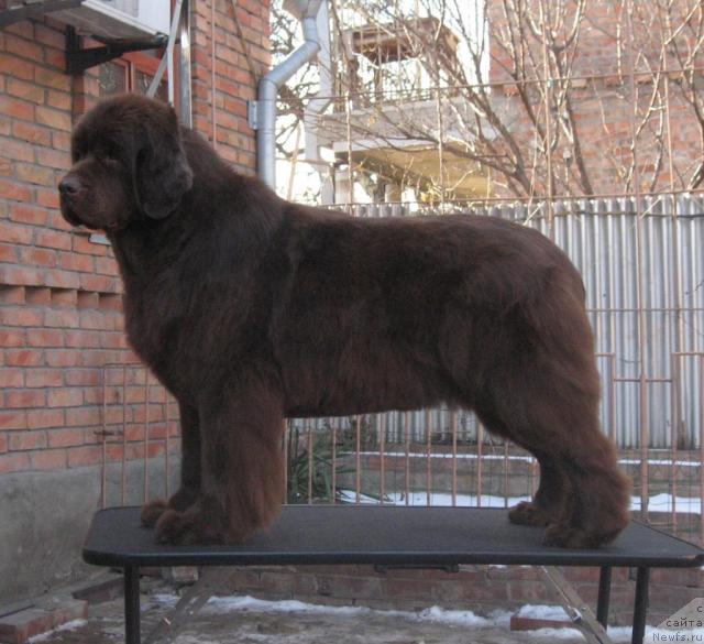 Фото: ньюфаундленд Ёка Она с Берега Дона (Joka Ona s Berega Dona)