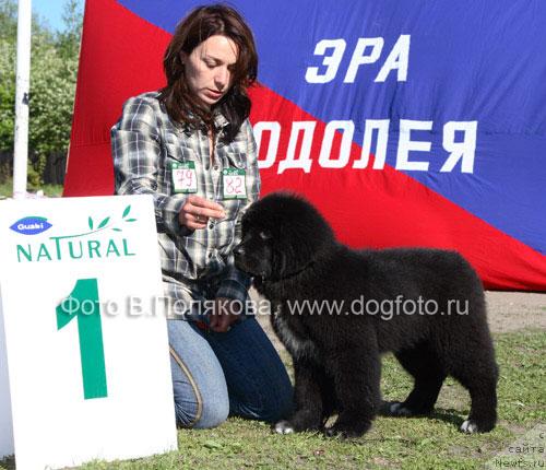Фото: ньюфаундленд Питерньюф Жизнь Хороша (Piternyuf Zhizn' Horosha)