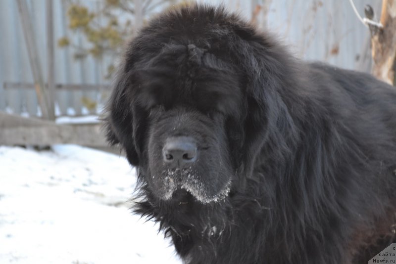 Фото: ньюфаундленд Супер Премиум Амелия Экшен