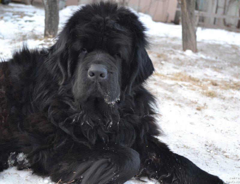 Фото: ньюфаундленд Супер Премиум Амелия Экшен