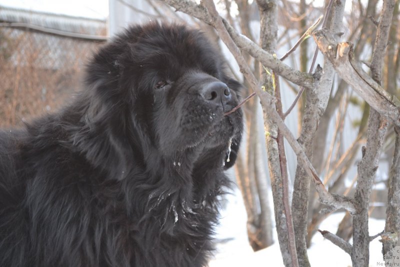 Фото: ньюфаундленд Супер Премиум Амелия Экшен