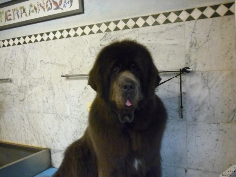 Фото: Серый кобель Старри таун