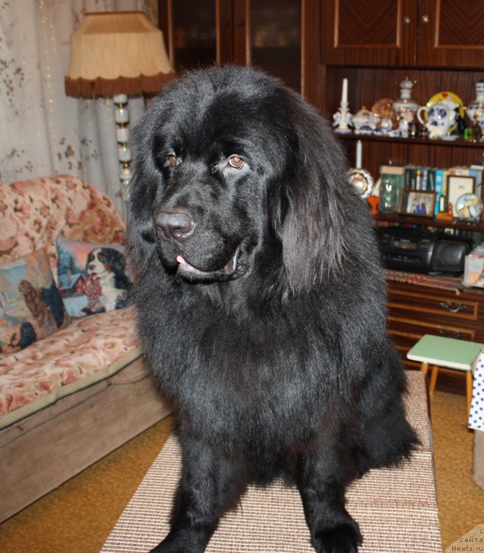 Фото: ньюфаундленд Соул оф Роуз Алистер