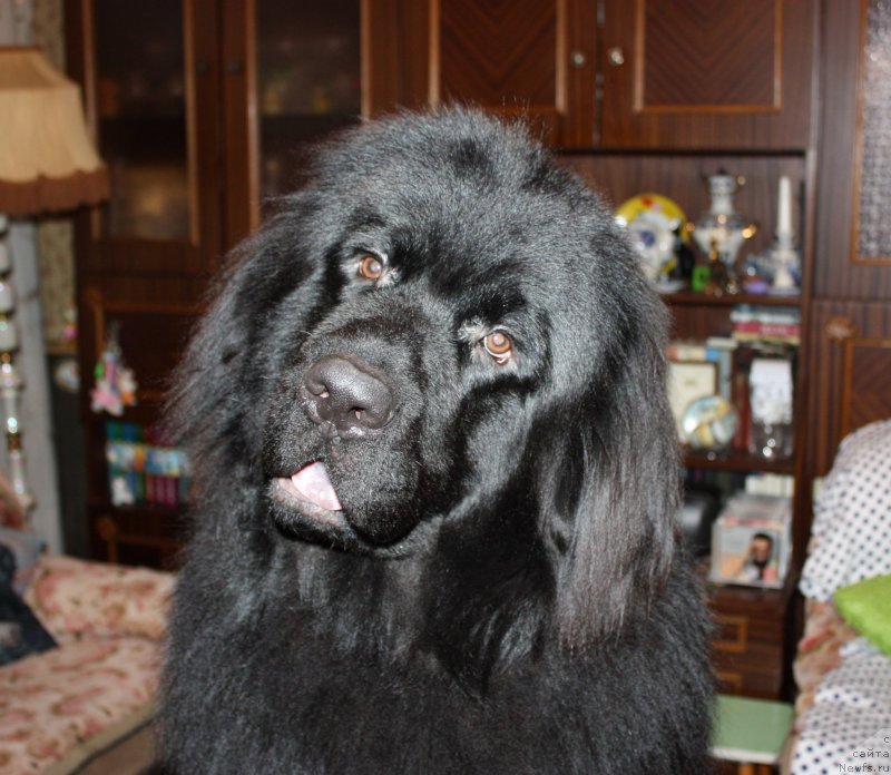 Фото: ньюфаундленд Соул оф Роуз Алистер