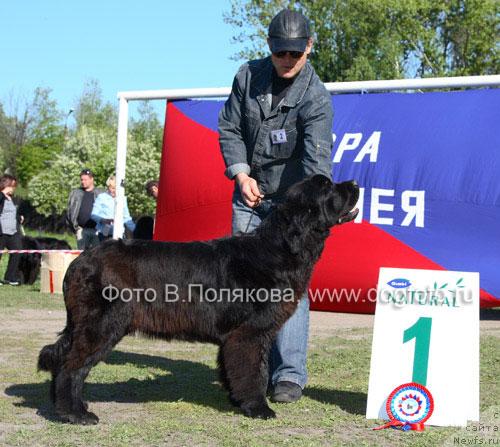 Фото: ньюфаундленд Плюшевая Панда Кинг Оф Хеллуланд (Plushevaya Panda King of Helluland)