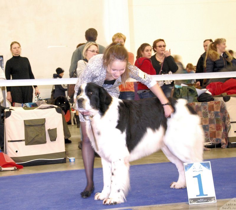 Фото: ньюфаундленд Хьюго Босс из Уникальной Коллекции, Маргарита Долотова
