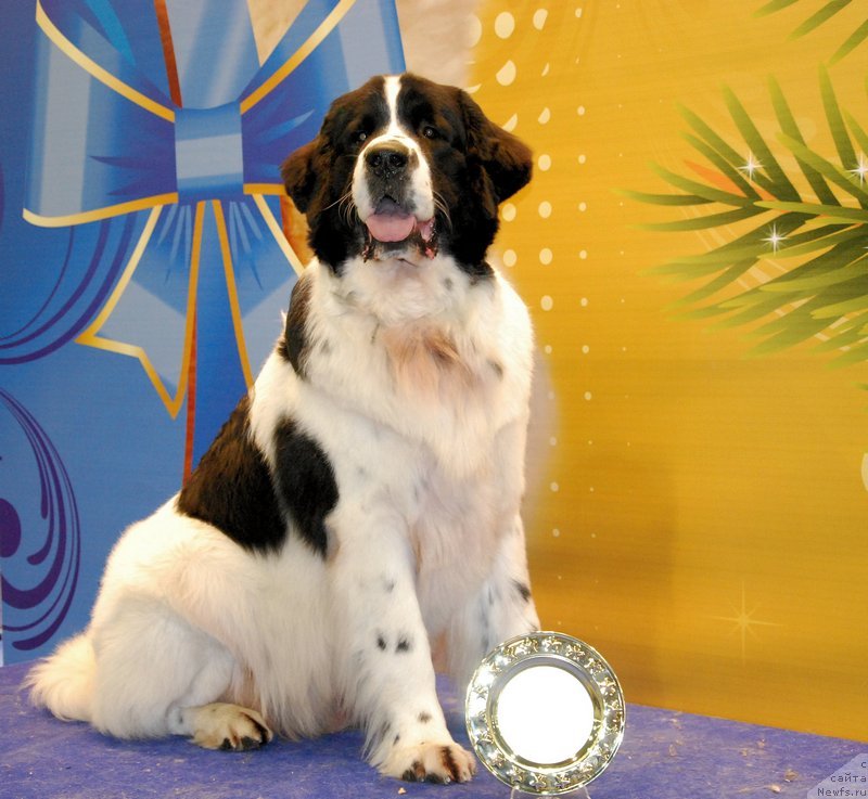 Фото: ньюфаундленд Хьюго Босс из Уникальной Коллекции