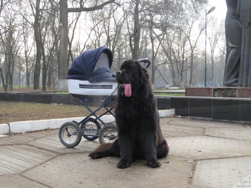 Фото: ньюфаундленд Счастливый Случай Кара Дениз (Schastlivyj Sluchay Kara Deniz)