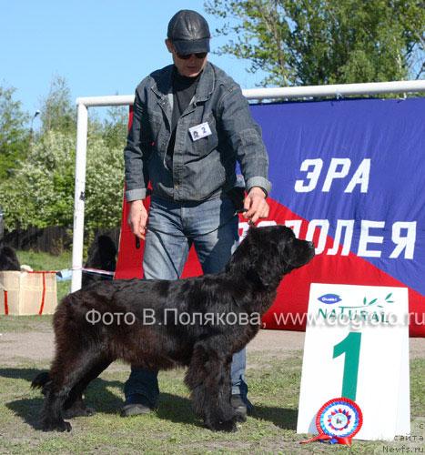 Фото: ньюфаундленд Плюшевая Панда Ко-Ко Шанэль