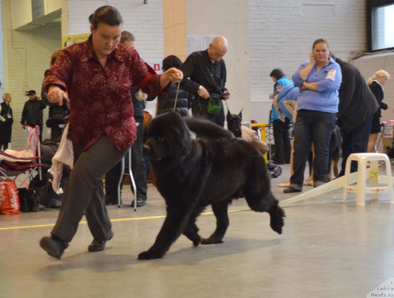 Фото: ньюфаундленд Потрясающая Климентина, Дарима Ачитуева