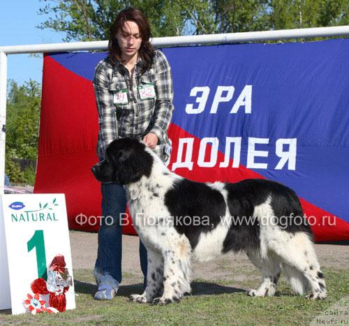 Фото: ньюфаундленд Маг Исполин Карте Бланч фор Питерньюф (Mag Ispolin Carte Blanche for Piternyuf)