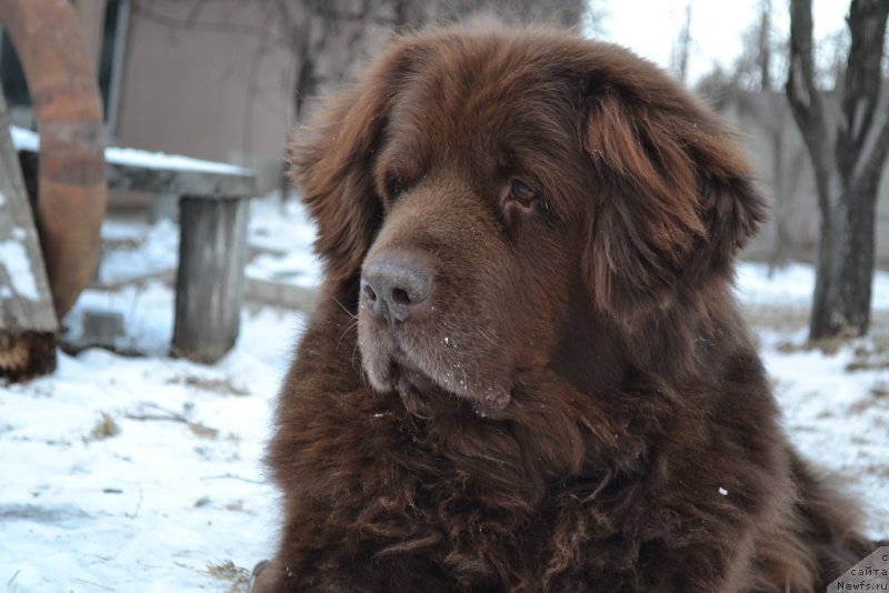 Фото: ньюфаундленд Аркадия Виват Арбона