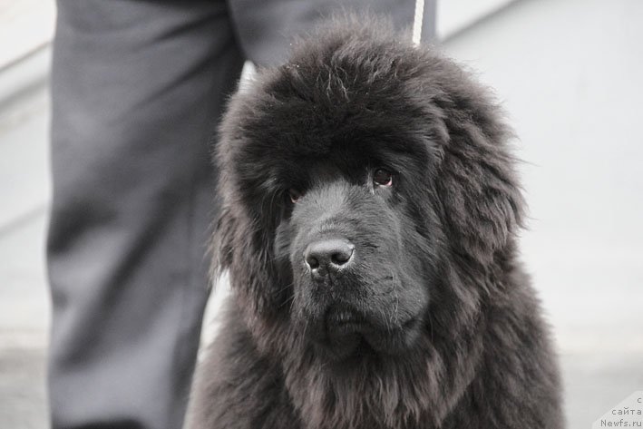 Фото: ньюфаундленд Супер Премиум Необыкновенный Наследник