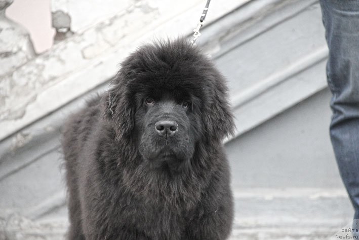 Фото: ньюфаундленд Супер Премиум Необыкновенный Наследник