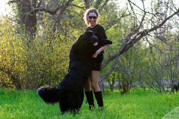 Фото: ньюфаундленд Загадка Доминика Кара Дениз (Zagadka Dominika Kara Deniz), Марина Демидова