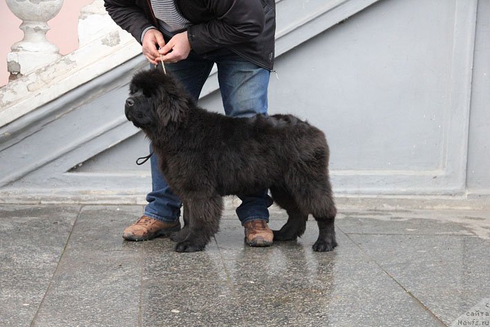 Фото: ньюфаундленд Супер Премиум Необыкновенный Наследник