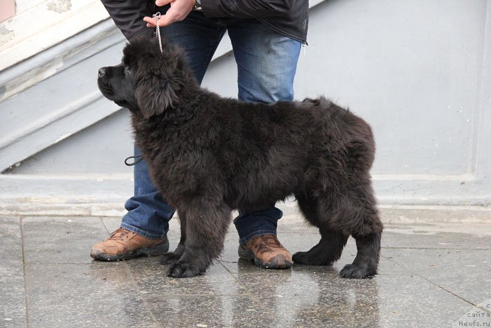 Фото: ньюфаундленд Супер Премиум Необыкновенный Наследник