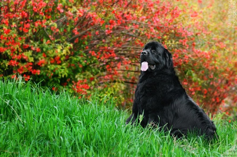 Фото: ньюфаундленд Загадка Доминика Кара Дениз (Zagadka Dominika Kara Deniz)