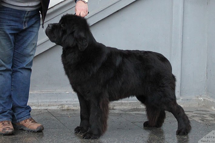 Фото: ньюфаундленд Звездный Дар Афина для Берега Дона (Zvezdnij Dar Afina dlja Berega Dona)
