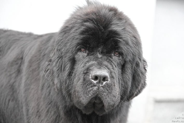 Фото: ньюфаундленд Звездный Дар Афина для Берега Дона (Zvezdnij Dar Afina dlja Berega Dona)