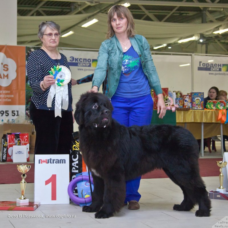 Фото: ньюфаундленд Смигар Львиное Сердце