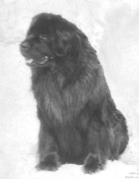 Фото: ньюфаундленд Цорн Жашольд