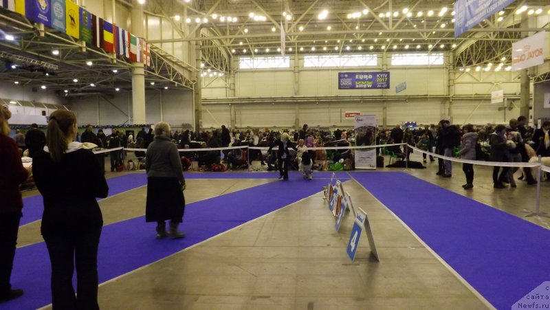 Фото: ньюфаундленд Bella Donna Barbaresco Super Mishka, Юлия Токарчук