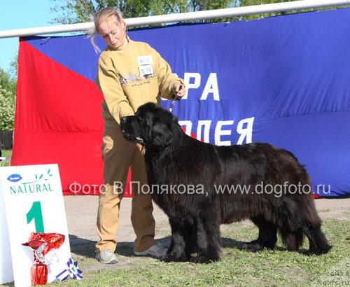 Фото: ньюфаундленд Bjornebandens Push Up Patricia
