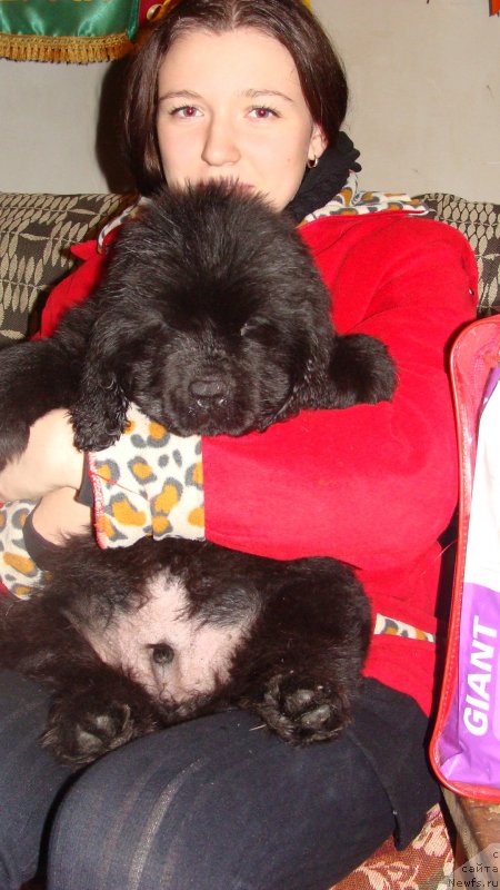 Фото: ньюфаундленд Элберт Маунт из Антаграда