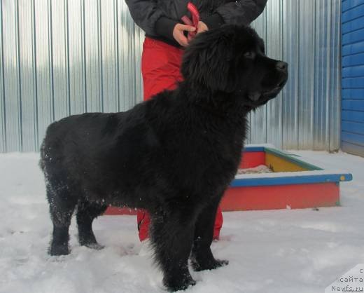 Фото: ньюфаундленд Гуест Фром Зе Футуре