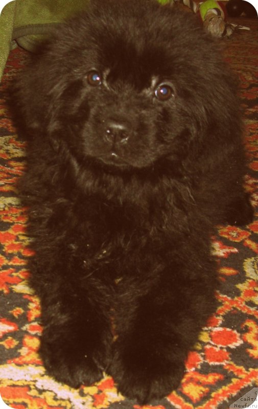 Фото: ньюфаундленд Рэш