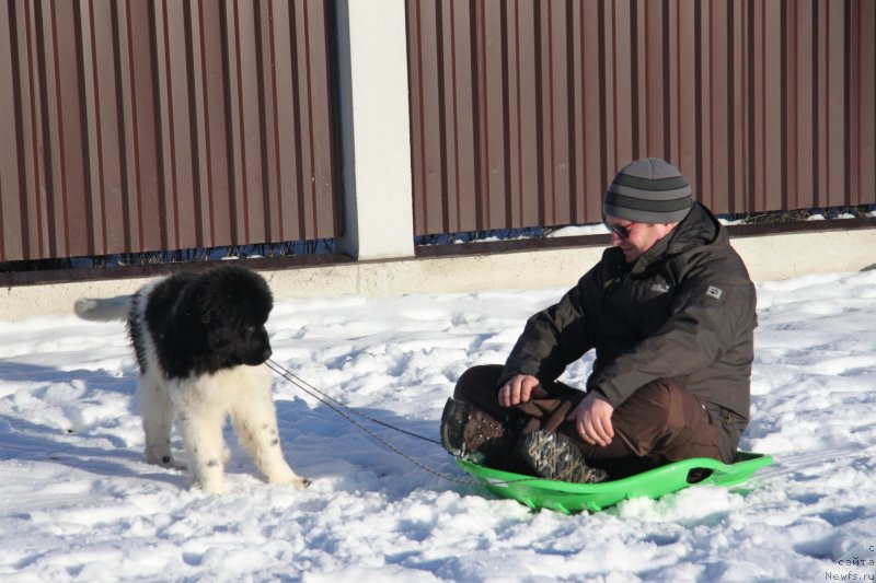 Фото: ньюфаундленд Аквиан Сонг Монтана