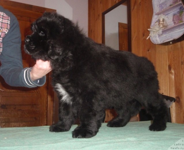 Фото: ньюфаундленд Моон Броок Грасе (Moon Brook Grace)