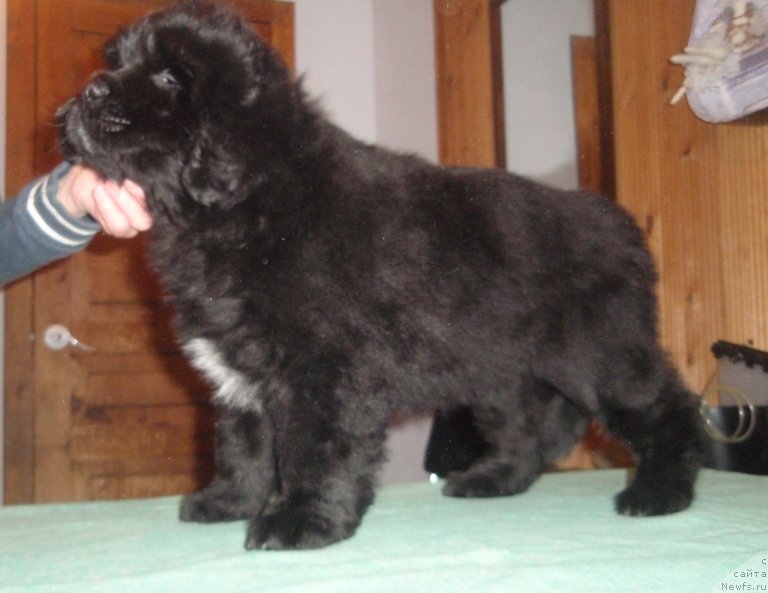 Фото: дочь, ньюфаундленд Красота Неземная с Берега Дона (Krasota Nezemnaya s Berega Dona)