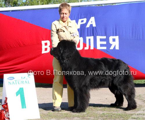 Фото: ньюфаундленд My Big Dream Eyecatcher