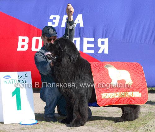 Фото: ньюфаундленд Плюшевая Панда Борислав (Plushevaya Panda Borislav)