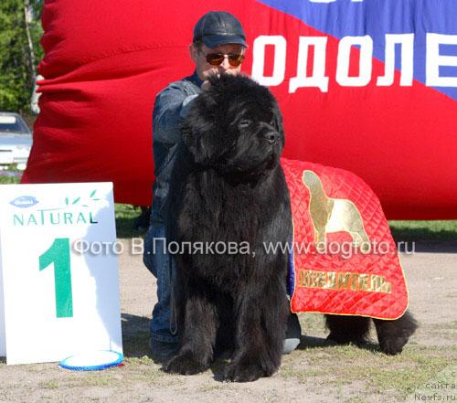 Фото: ньюфаундленд Плюшевая Панда Борислав (Plushevaya Panda Borislav)