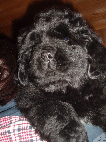 Фото: дочь, ньюфаундленд Красота Неземная с Берега Дона (Krasota Nezemnaya s Berega Dona)