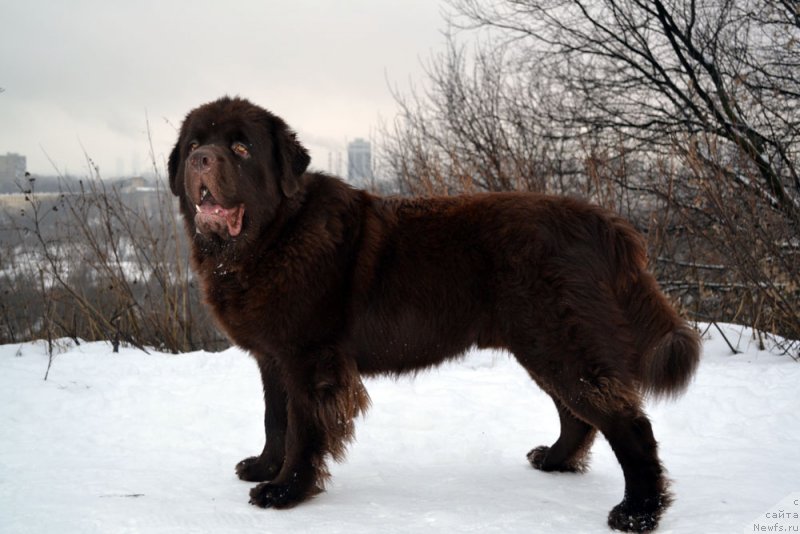 Фото: ньюфаундленд Чармер Денкам Бронз (Charmer Denkam Bronze)
