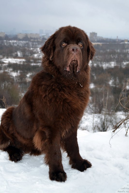 Фото: ньюфаундленд Чарли Де Бест Хелфи Пэл (Charli The Best Helfi Pel)