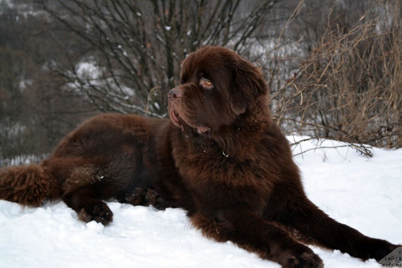 Фото: ньюфаундленд Чарли Де Бест Хелфи Пэл (Charli The Best Helfi Pel)