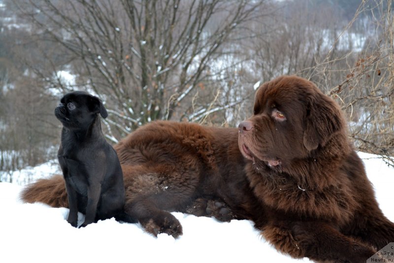 Фото: ньюфаундленд Чарли Де Бест Хелфи Пэл (Charli The Best Helfi Pel)