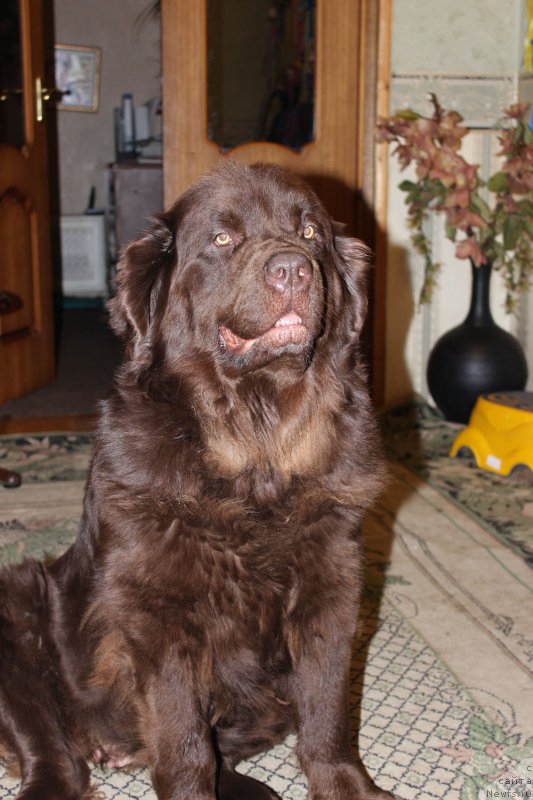 Фото: ньюфаундленд Великий Медведь Камелия